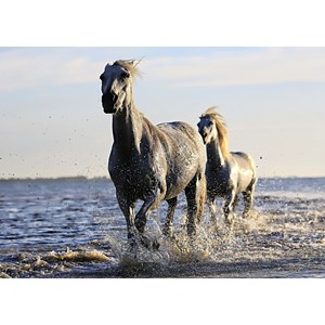 Grafika Kids (01245) - "Horses" - 24 pieces puzzle