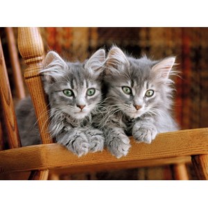 Clementoni (30545) - "Kittens" - 500 pieces puzzle