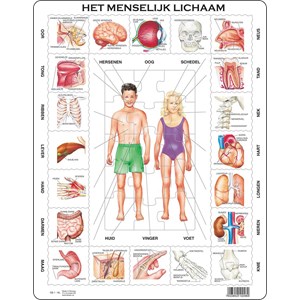 Larsen (OB1-NL) - "Het Menselijk Lichaam - NL" - 35 pieces puzzle
