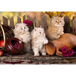 Grafika Kids (00320) - "Persian kittens" - 100 pieces puzzle