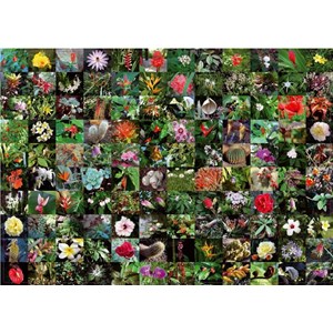 Piatnik (5397) - "Blossoms" - 1000 pieces puzzle
