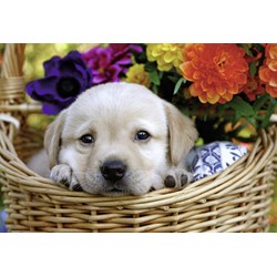 Ravensburger (08971) - "Cat and Dog" - 24 pieces puzzle