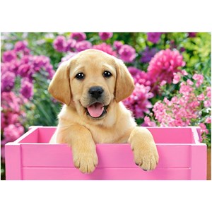 Castorland (B-52226) - "Labrador Puppy in Pink Box" - 500 pieces puzzle
