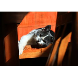 Grafika (01409) - "Kitten" - 1000 pieces puzzle