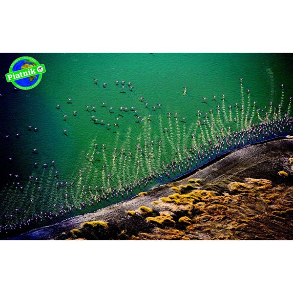 Piatnik (5699) - "Pink Flamingo" - 1000 pieces puzzle