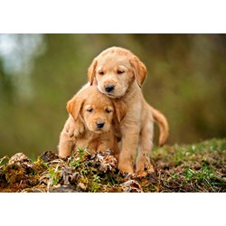 Castorland (B-52271) - "Puppy Love" - 500 pieces puzzle