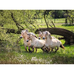 Ravensburger (14772) - "Norwegian Fjord Horses" - 500 pieces puzzle