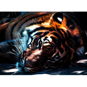 Grafika Kids (00961) - "Tiger" - 300 pieces puzzle