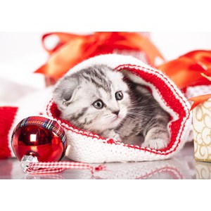 Grafika (01051) - "Christmas Kitten" - 1000 pieces puzzle