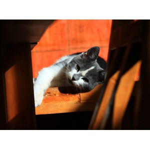 Grafika (01408) - "Kitten" - 2000 pieces puzzle