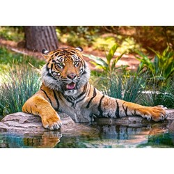Castorland (B-52745) - "Sumatran Tiger" - 500 pieces puzzle