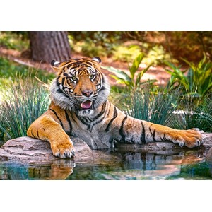 Castorland (B-52745) - "Sumatran Tiger" - 500 pieces puzzle