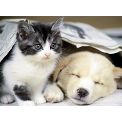 Nathan (87129) - "Wake up" - 500 pieces puzzle