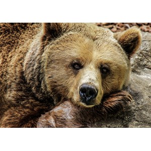 Grafika Kids (00799) - "Bear" - 100 pieces puzzle