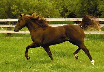 Anatolian (PER3301) - "In the Open Field" - 260 pieces puzzle