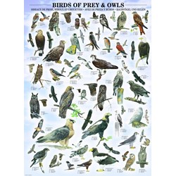 Eurographics (6000-0316) - "Birds of Prey and Owls" - 1000 pieces puzzle