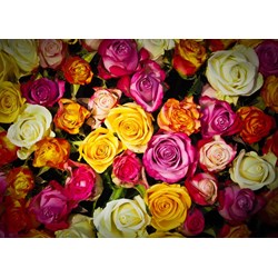 Grafika Kids (00942) - "Roses" - 24 pieces puzzle