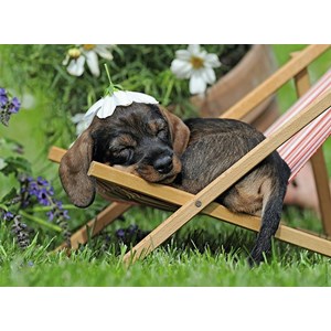 Ravensburger (14738) - "Charming Dachshund" - 500 pieces puzzle