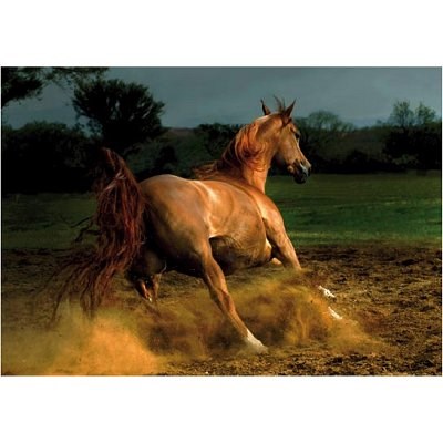 D-Toys (65988-PH04) - "Beige Horse" - 1000 pieces puzzle