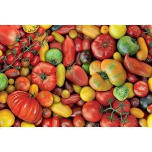 Piatnik (536946) - "All kinds of tomatoes!" - 1000 pieces puzzle