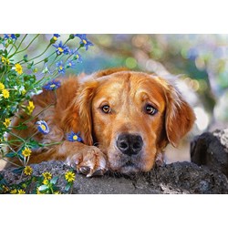 Castorland (B-52622) - "Golden Innocence" - 500 pieces puzzle