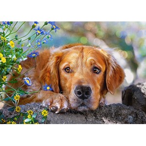 Castorland (B-52622) - "Golden Innocence" - 500 pieces puzzle