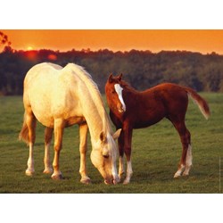 Ravensburger (14347) - "Beautiful Horses" - 500 pieces puzzle