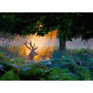 Ravensburger (14719) - "Magic Light" - 500 pieces puzzle