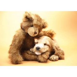 Tactic (40912) - "Puppy and A Teddy" - 1000 pieces puzzle