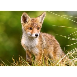 Castorland (B-27354) - "Little Fox on the Meadow" - 260 pieces puzzle