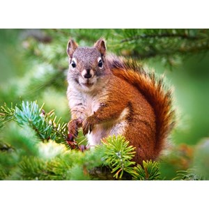 Castorland (B-27422) - "Pine Squirrel" - 260 pieces puzzle