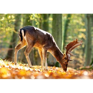 Castorland (B-52325) - "King of the Forest" - 500 pieces puzzle