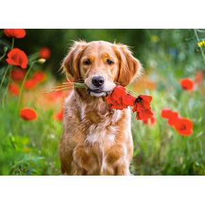 Castorland (B-018284) - "Flowers For You" - 180 pieces puzzle