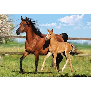 Castorland (B-27064) - "The Mare and her foal" - 260 pieces puzzle