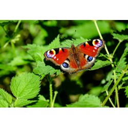 Grafika Kids (01230) - "Butterfly" - 12 pieces puzzle