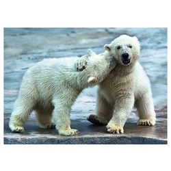 Trefl (37270) - "Polar bears" - 500 pieces puzzle