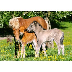 Castorland (B-12909) - "Ponies in grassland" - 120 pieces puzzle