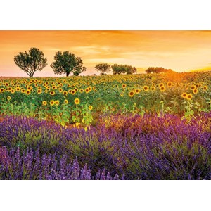 Educa (17669) - "Field of sunflowers and lavender" - 1500 pieces puzzle