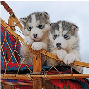 Ravensburger (15230) - "Little Husky" - 500 pieces puzzle