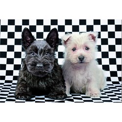 Educa (15508) - "Black and White Terriers" - 500 pieces puzzle