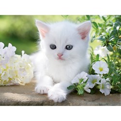 Ravensburger (16243) - "White kitten" - 1500 pieces puzzle