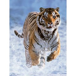 Ravensburger (14475) - "Tiger in the Snow" - 500 pieces puzzle