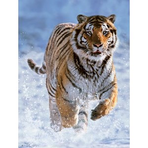 Ravensburger (14475) - "Tiger in the Snow" - 500 pieces puzzle