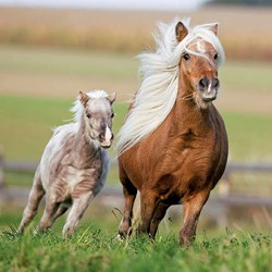 Ravensburger (09254) - "Horses" - 49 pieces puzzle