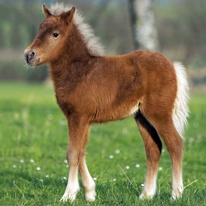 Ravensburger (09254) - "Horses" - 49 pieces puzzle