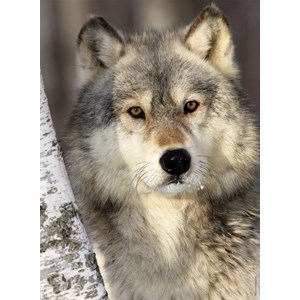 Nathan (87142) - "Wolf" - 500 pieces puzzle