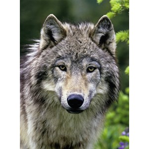 Ravensburger (14354) - "Wolf Portrait" - 500 pieces puzzle