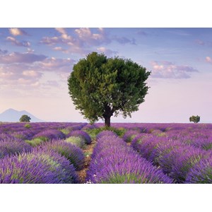 Ravensburger (14353) - "South Lavender of France" - 500 pieces puzzle