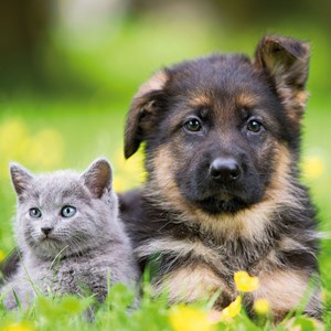 Ravensburger (09423) - "Cats And Dogs" - 49 pieces puzzle