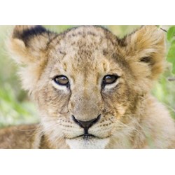 Tactic (40914) - "Lion" - 1000 pieces puzzle